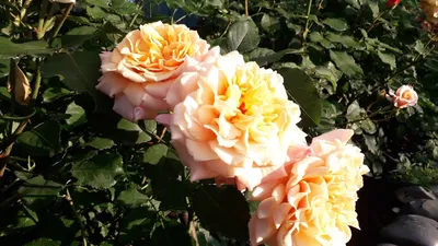 САЖЕНЦЫ РОЗ, ГОРТЕНЗИЙ, КЛЕМАТИСОВ on Instagram: \"🧡Невероятно  привлекательная роза Карамелла (Caramella) с необыкновенно нежной и при  этом яркой окраской. Розовые и малиновые тона подсвечены изнутри теплыми  желтыми или абрикосовыми оттенками. 🧡Цветок ...