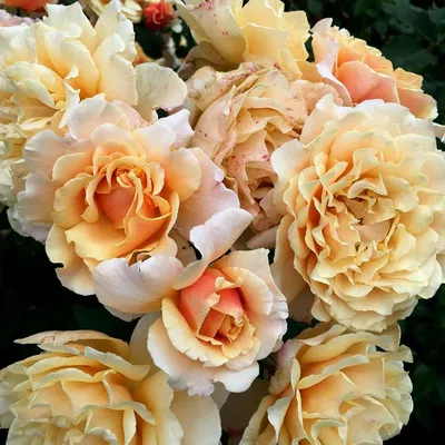 ✿➽ Роза Карамелла в нашем саду 🌺🌿2019 - YouTube