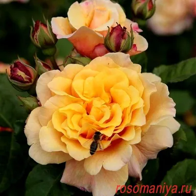 Caramella® | Roses' Name