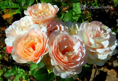 Саженец кустовой розы Карамелла (Caramella) фото и описание сорта 🌱 купить  саженец кустовой розы Карамелла (Caramella) почтой недорого в Москве