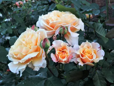 ✔️ Саженец парковой розы Карамелла купить за 180 руб. в Новосибирске
