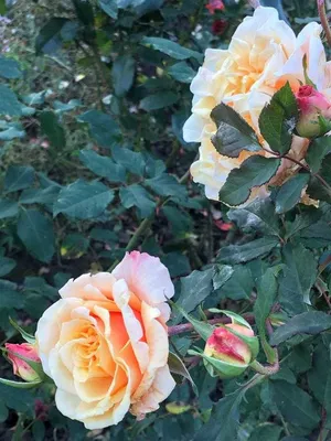 102 розы в саду 🌹 Карамелла. Шраб. Возвращение в жизнь | Цветочница Анюта  🌹 | Дзен