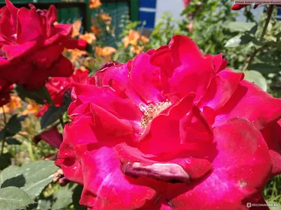 Роза 'Карамелла' (шраб) (персиковая) купить по цене 1.480,00 руб. руб. в  Москве в садовом центре Южный