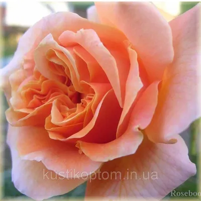 Caramella - фото и описание розы, комментарии | prorozy.com