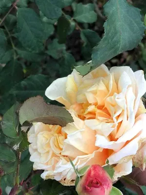 Роза Caramella (Карамелла) – купить саженцы роз в питомнике в Москве