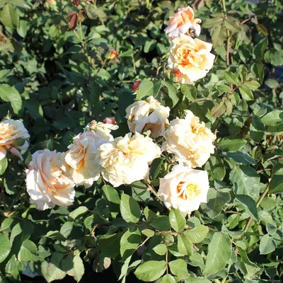 Купить Карамелла, Фото и описание роз, Саженцы кустовых роз (шрабы) в  интернет магазине \"КустикОптом\" саженцы от производителя.