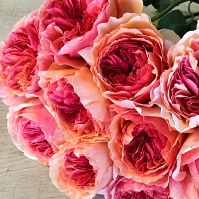 Надежные сорта роз для Сибири. Розы шрабы | Розовый сибирский сад | Дзен