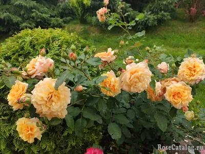 Роза шраб Карамелла (Caramella) - Розы шрабы, купить с доставкой по Москве  и Московской области, сорта, цены за штуку, названия, фото