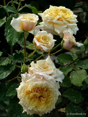 102 розы в саду 🌹 Карамелла. Шраб. Возвращение в жизнь | Цветочница Анюта  🌹 | Дзен