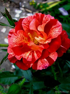Роза Caramella (Карамелла) – купить саженцы роз в питомнике в Москве