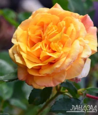 Роза флорибунда Диона (туба а/ф Семена Алтая) купить за 850 р. в садовом  центре АСТ Медовое