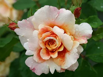 Роза шраб Hello / Хелло описание сорта - Энциклопедия - Всё о цветах для  Вашего сада