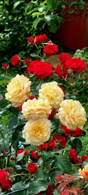Карамелла роза - описание сорта, характеристки, плюсы и минусы | РозоЦвет