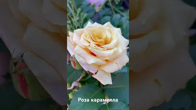 Роза шраб Карамелла (Caramella) - Розы шрабы, купить с доставкой по Москве  и Московской области, сорта, цены за штуку, названия, фото