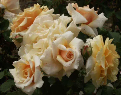Шляпная коробка с цветами «Карамелла» из роз и альстромерий - заказать и  купить за 4 970 ₽ с доставкой в Москве - партнер «ЦВЕТЫ НА МИРА»