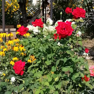 Photo of the bloom of Rose (Rosa 'Kardinal 85') posted by RoseBlush1 -  Garden.org