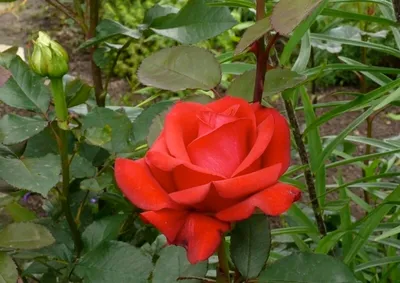 Kardinal™ Hybrid Tea Rose, Hybrid Tea Roses: Edmunds' Roses