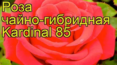 Розовое игристое Cardinal Gran Rose 0,75 L Бутылка 0,75 л (Foss Marai)  купить на сайте WINE MART