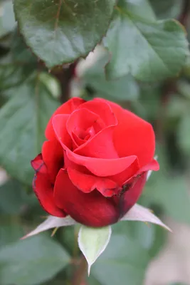 Photo of the closeup of buds, sepals and receptacles of Rose (Rosa  'Kardinal 85') posted by RoseBlush1 - Garden.org