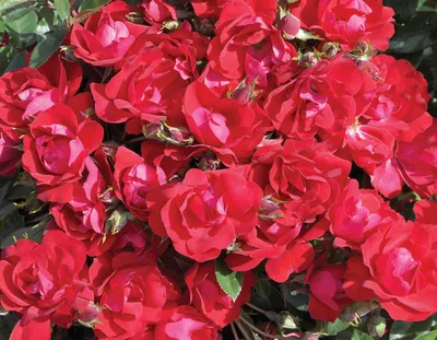 Kolorscape® Kardinal™ - Star® Roses and Plants
