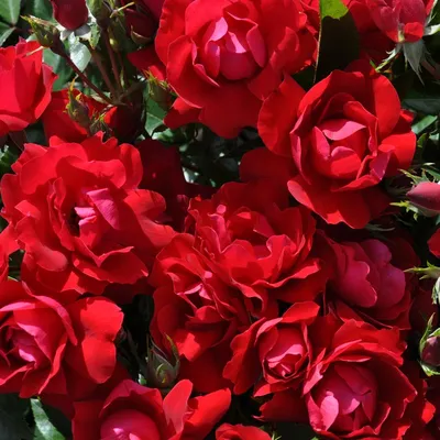 Роза Kardinal 85 (Кардинал 85) – купить саженцы роз в питомнике в Москве