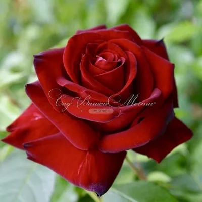 Kolorscape® Kardinal™ — Kordes® Roses