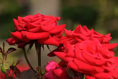 Роза штамбовая Kardinal 85 (Кардинал 85) – купить саженцы роз в питомнике в  Москве