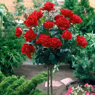 Роза на штамбе Кардинал РА 90-110 см ОКС купить за 2 890 р. в садовом  центре АСТ Медовое