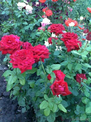 Роза Кардинал (Однолетний, ОКС) - купить Розы чайно-гибридные в Киеве и  Украине, выгодная цена Роза Кардинал в интернет-магазине Agrostore ТМ  (Агростор)