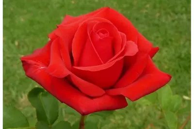 Cardinal de Richelieu | Lens Roses