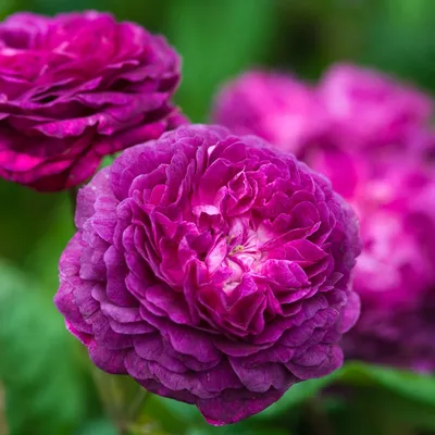 Jimmy Turner on X: \"The Hybrid Tea Rose 'Kardinal' is quite abundant in  flower too at the @CentParklands #RoseGarden. Perfect rose for Valentines,  almost no fragrance though. Bred by Kordes Roses @heirloomroses