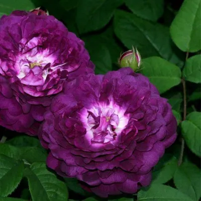 Kardinal Rose | Beautiful rose flowers, Love rose flower, Beautiful flowers