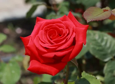 File:Rose Kardinal crop.jpg - Wikipedia