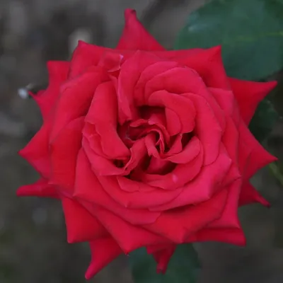 Роза Cardinal de Richelieu - Barni (Италия) - купить online | Магазин «Мой  Сад»