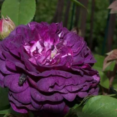 Buy Kardinal ™ Kolorscape ® Online | Chamblee's Rose Nursery