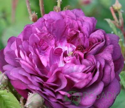 Rosa 'Cardinal de Richelieu' syn. Rosa 'Rose Van Sian', Rose 'Cardinal de  Richelieu' (Gallica) in GardenTags plant encyclopedia