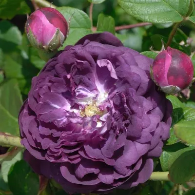 Rose (Rosa 'Kardinal 85') in the Roses Database - Garden.org