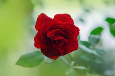 Kardinal Kolorscape® Rose: Shrub Roses from Gurney's
