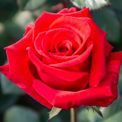 Роза Kardinal — Саженцы | Питомник растений
