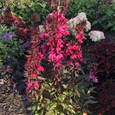 Photo of the closeup of buds, sepals and receptacles of Rose (Rosa  'Kardinal 85') posted by RoseBlush1 - Garden.org