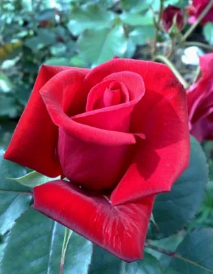 Kardinal™ Hybrid Tea Rose, Hybrid Tea Roses: Edmunds' Roses