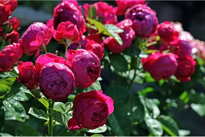 Красная роза кардинал цветет в розовом саду | Премиум Фото