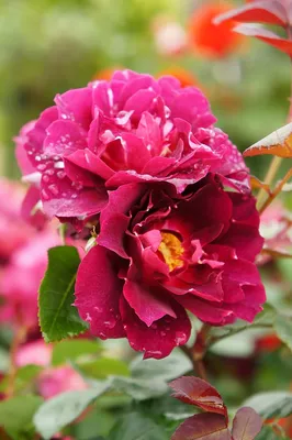 Lobelia Starship Deep Rose - Buy Cardinal Flower Perennials Online