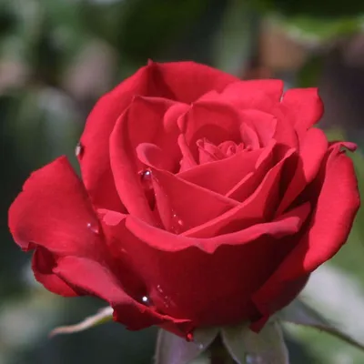 Cardinal de Richelieu (Shrub Rose) | Peter Beales Roses - the World Leaders  in Shrub, Climbing, Rambling and Standard Classic Roses