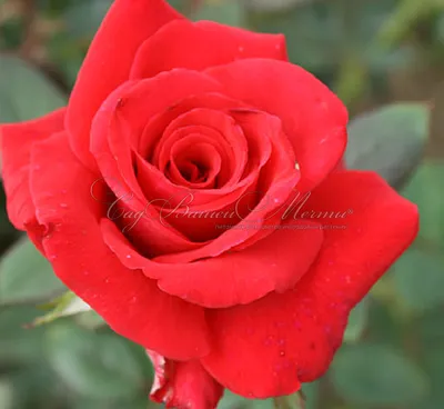 Роза Kardinal 85