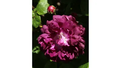Роза Кардинал Хьюм (канад. флориб. фиолет.)