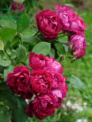 Роза Кардинал Хьюм штамбовая (Cardinal Hume) - саженцы штамбовых роз купить  в Алмате с доставкой по Казахстану | цена