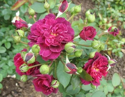 Роза шраб Кардинал Хьюм - Yes!Огород — все для сада и огорода