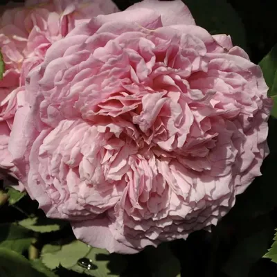 Роза парковая Сант Свизан (Rosa park St Swithun), английские розы купить в  спб лисий нос Беговая Приморский район Черная речка