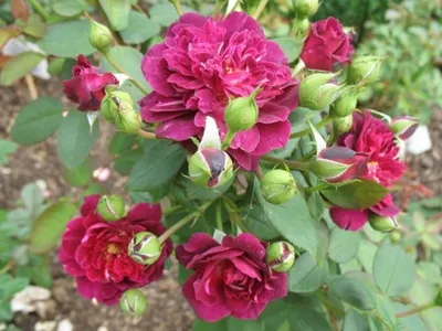 Роза кардинал хьюм (Большое количество фото) - treepics.ru